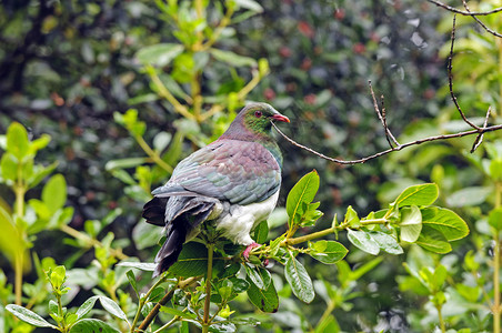 新西兰石莼岛上的新西兰鸽图片