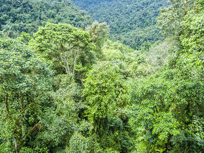 巴西公园绿雨林丛地区图片
