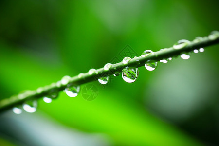 绿叶与水滴背景图片