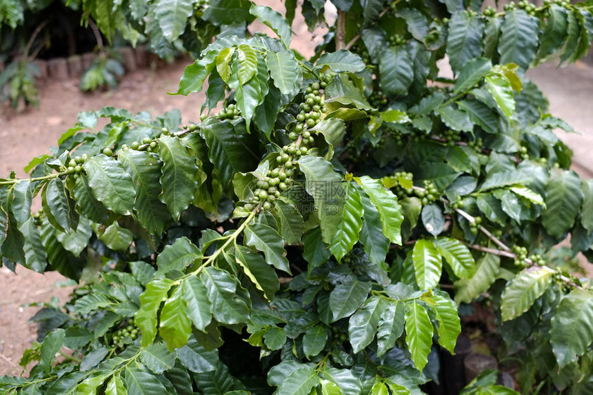咖啡枝的果实种植图片
