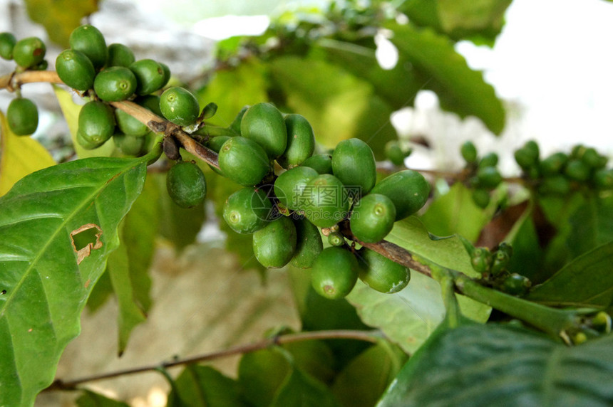在泰国分行种植绿咖啡图片