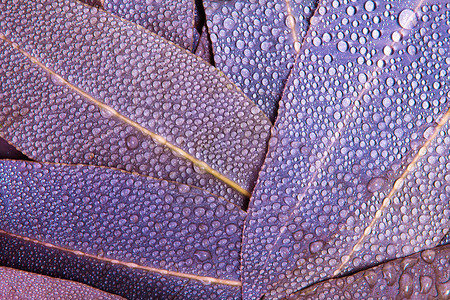 自然紫色的Eucalyptus树叶图片