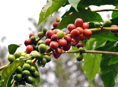 咖啡树上的咖啡豆图片