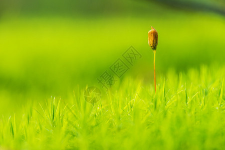 复方公社是许多湿度和降雨量高的地区发现的背景图片