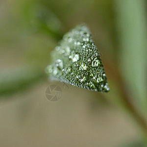 花园里鼠尾草上的露珠图片