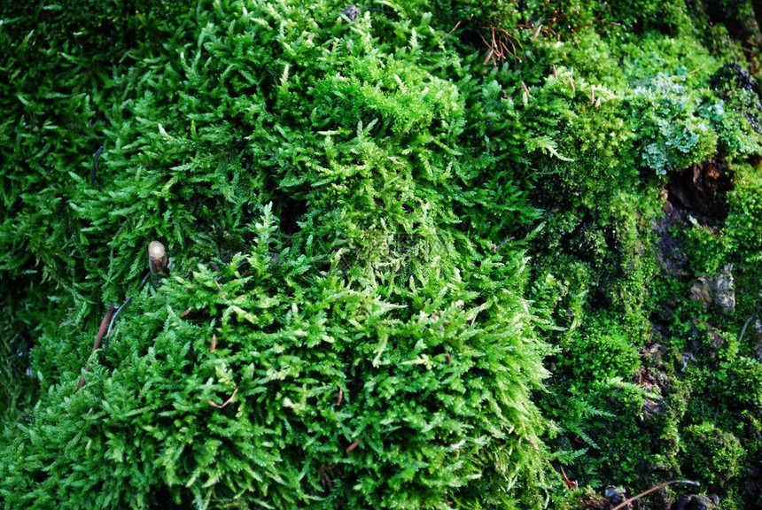 作为背景的绿色森林苔藓细节图片