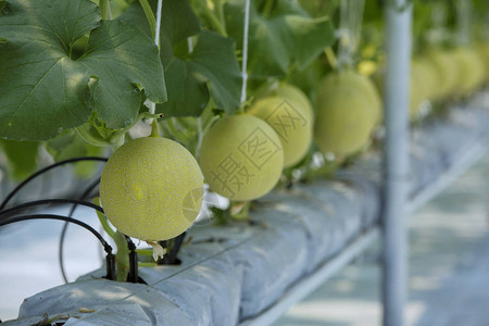 日本瓜或绿瓜或甜瓜在温室中生长的香瓜植物图片