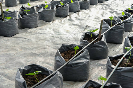 利用滴水灌溉系统在温室植物苗圃中生长的豆类图片