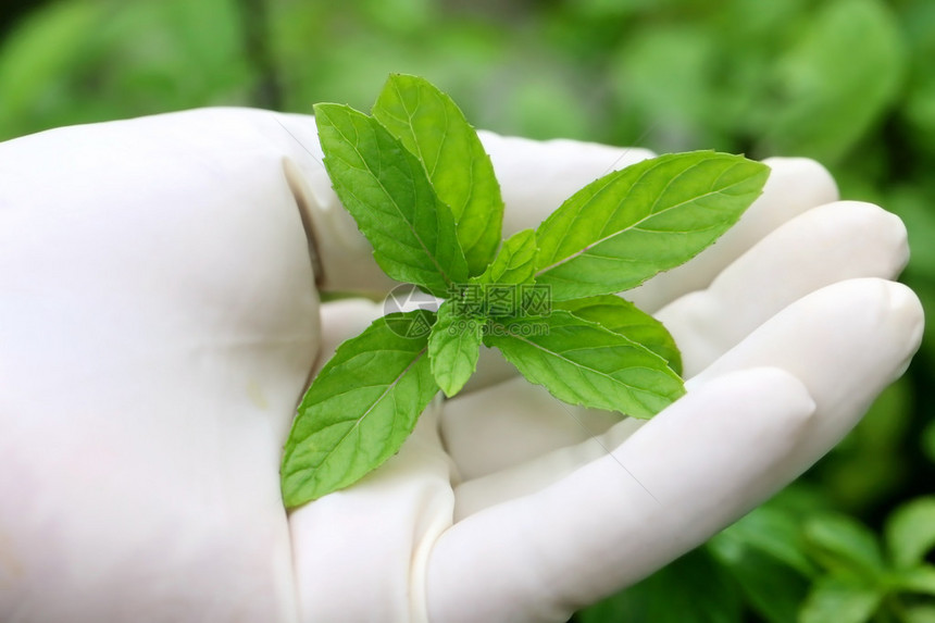 在花园里戴手套的薄荷图片