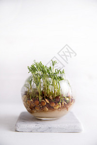 玻璃罐中小扁豆种子的植被图片