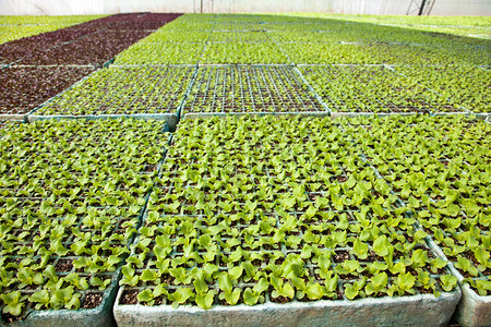 温室中的蔬菜植物图片