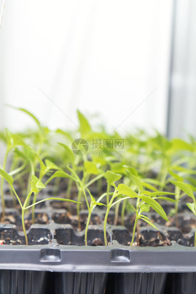 胡椒幼苗移植生长在塑料托盘中在繁殖盘中发芽辣椒幼苗浅景深着图片