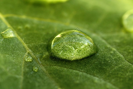 绿叶上一滴水的宏图片