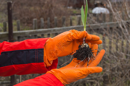 戴着手套的农艺师手中的年轻植物大蒜蔬菜育种植物保护和产图片