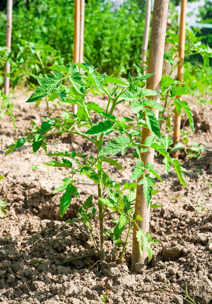 菜园里的小番茄植物图片