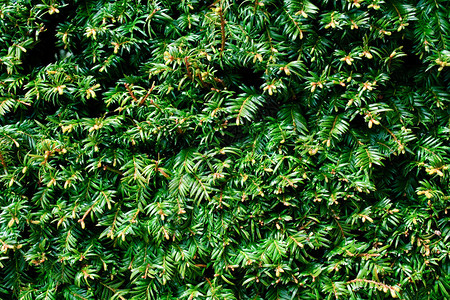 红豆杉红豆杉的绿枝图片