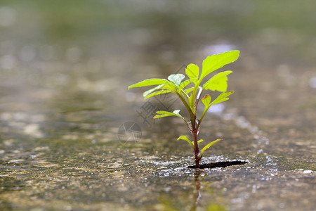 在雨天从裂缝混凝土图片