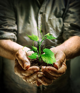 持有绿色青绿植物的农民手图片