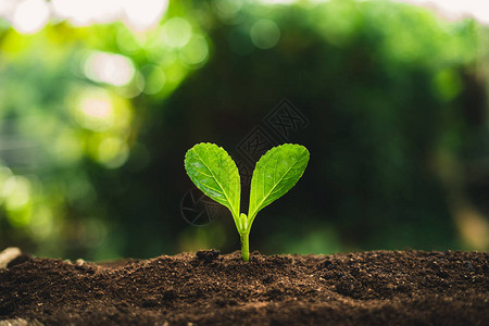 植物种子植树木生长种子在大自然的优图片