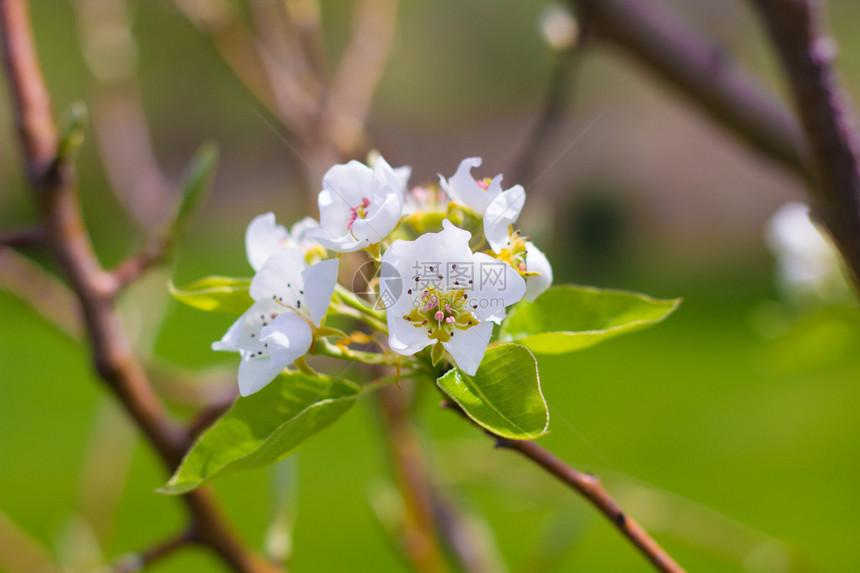 一束盛开的梨树花图片