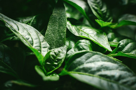 生长在土壤有机种植园中的绿色蔬菜幼苗辣椒特写植图片