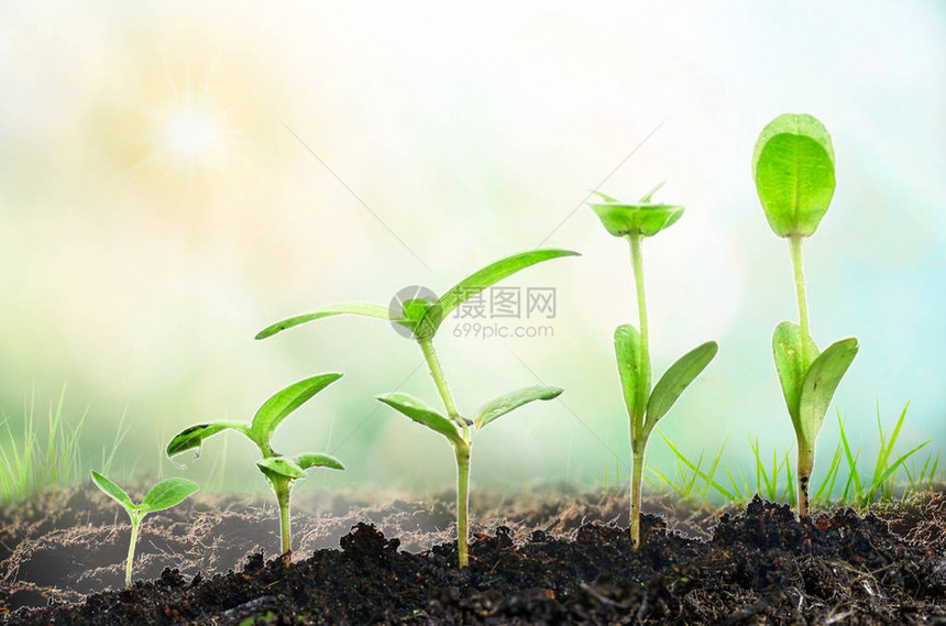 农业种植物种苗在具有天然绿色背景的肥沃土壤上手工培育和浇灌按发芽顺图片