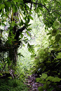 热带森林中茂盛的树叶图片