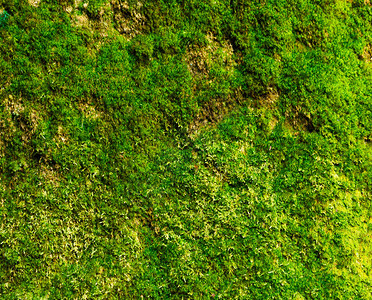 绿植墙背景图片