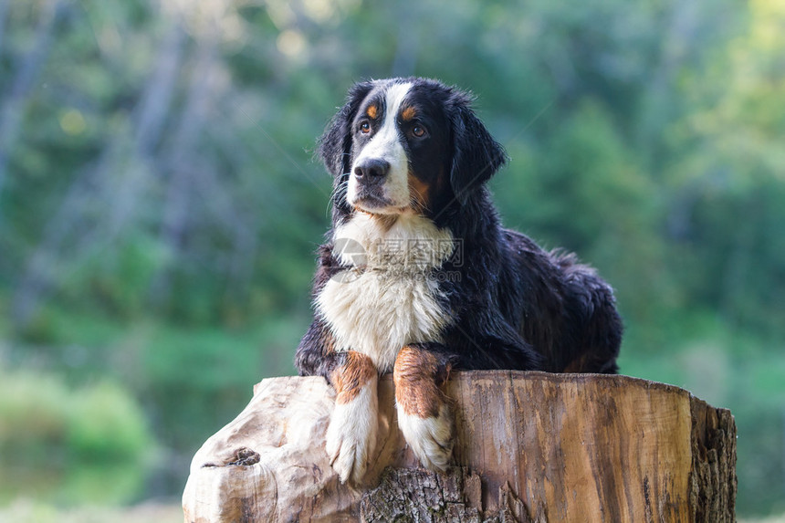 伯恩山犬躺在树桩上图片