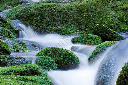 森林溪石头和绿图片