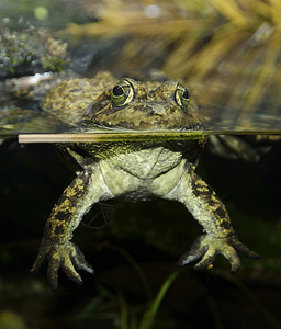 水族馆里的热带绿蛙背景图片