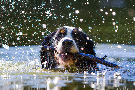 伯恩山犬用棍子游泳图片