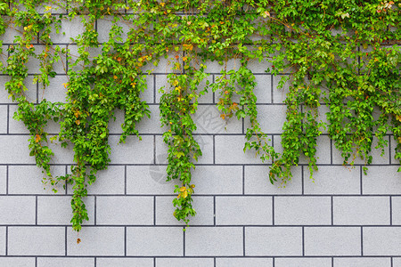 砖墙上的常春藤绿色植物图片