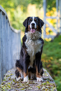 木桥上的伯恩山犬图片