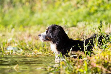 湖中的伯恩山犬图片