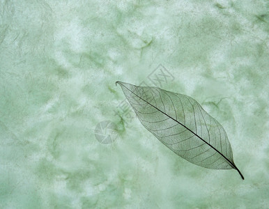 带纹理的绿色背景上的镂空叶子背景图片