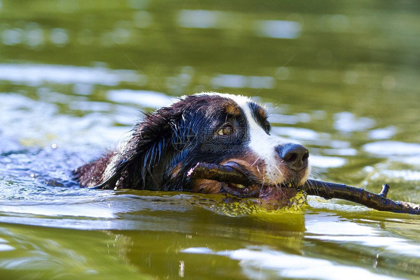 伯恩山犬在湖中游泳图片