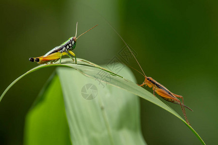 黄红脚稻蚱蜢与蟋蟀在草叶上面对移动触角背景图片