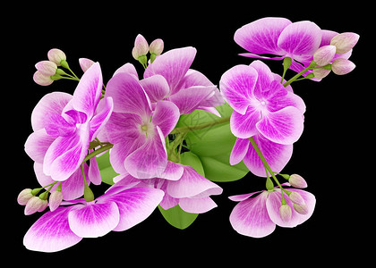 紫兰花在黑色背景上孤立的紫兰花顶部视图背景图片