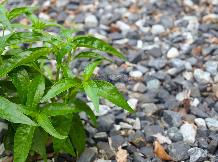 在厨房花园种植的蔬菜和草药Kariyat或Andrographis图片