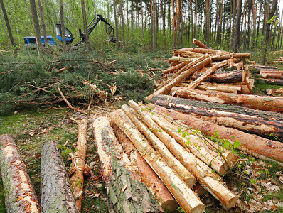 森林附近刚砍下的树干图片