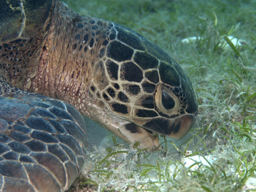 菲律宾薄荷岛海的绿海龟图片