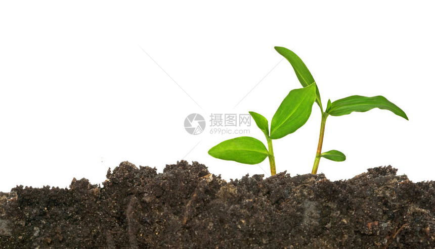 从土壤中生长的植物图片