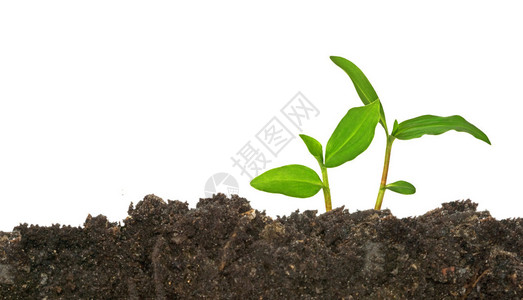 从土壤中生长的植物背景图片