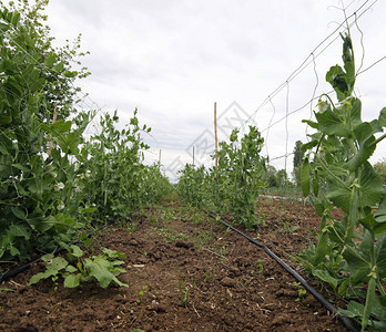 使用有机肥料在农场种植许多豆子植物和图片