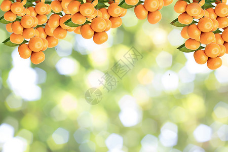 有橘子树果实的树枝图片