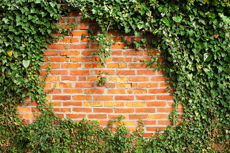 常春藤覆盖的砖墙图片