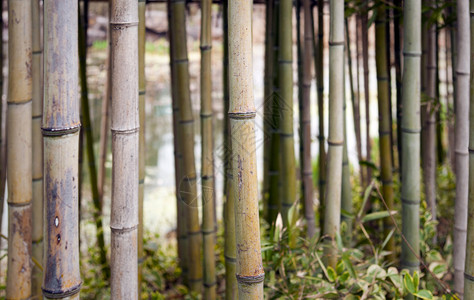池塘前的竹子图片