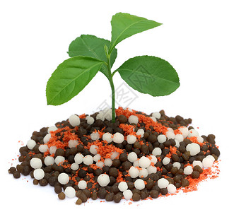 白底化肥中生长的植物在白图片