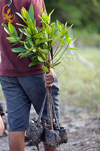 携带年轻红树林的男子重新造林泰国图片